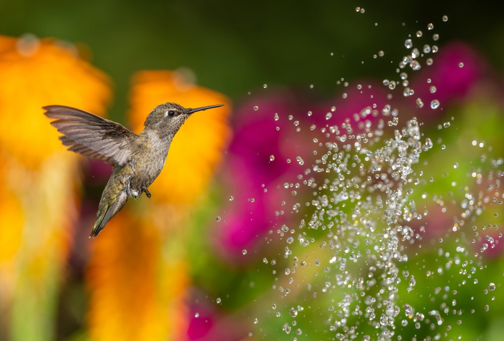 Small hummingbird flies near suspended water droplets in a colorful garden with orange and purple flowers.