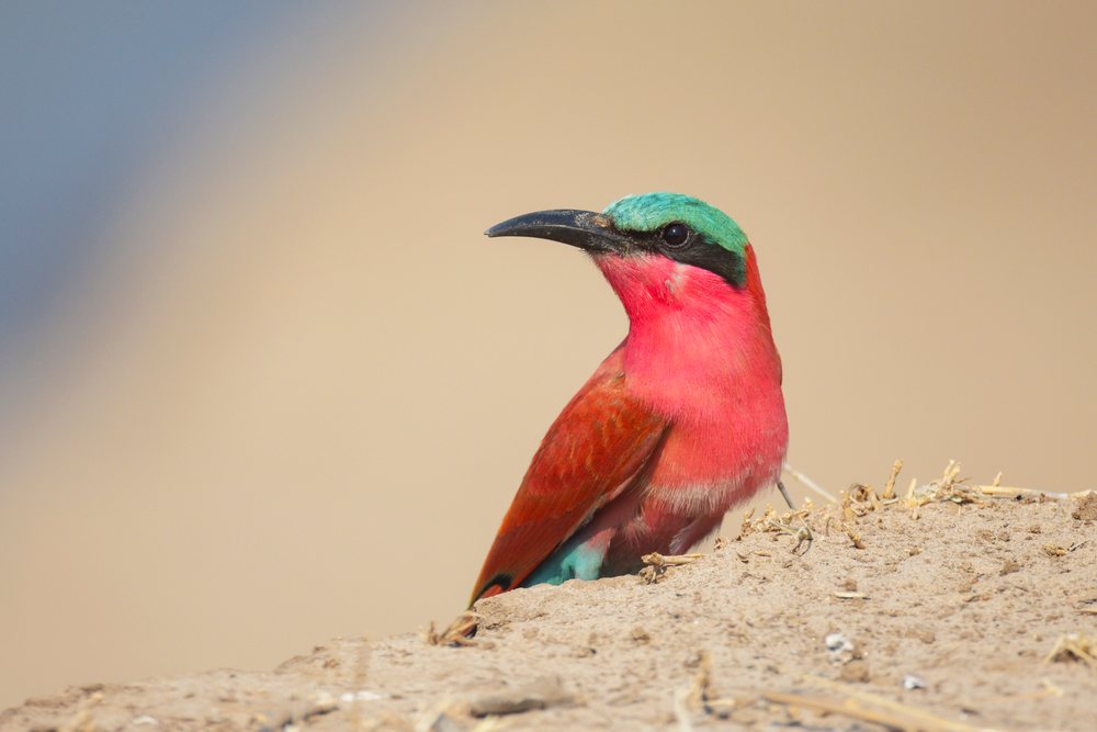 Carmine Bee-Eater bird perches on the sandy edge of its nesting colony, Wildlife, Mfuwe, South Luangwa National Park, Zambia.