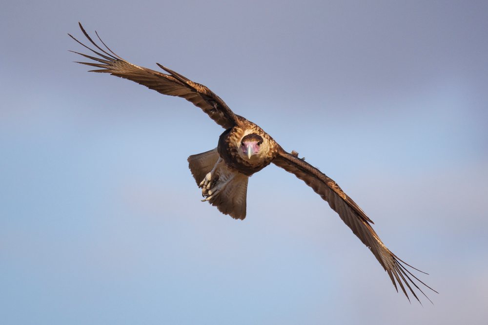 Juvenile Caracara soaring against a clear sky, Wildlife, Rio Grande Valley, Texas, USA.