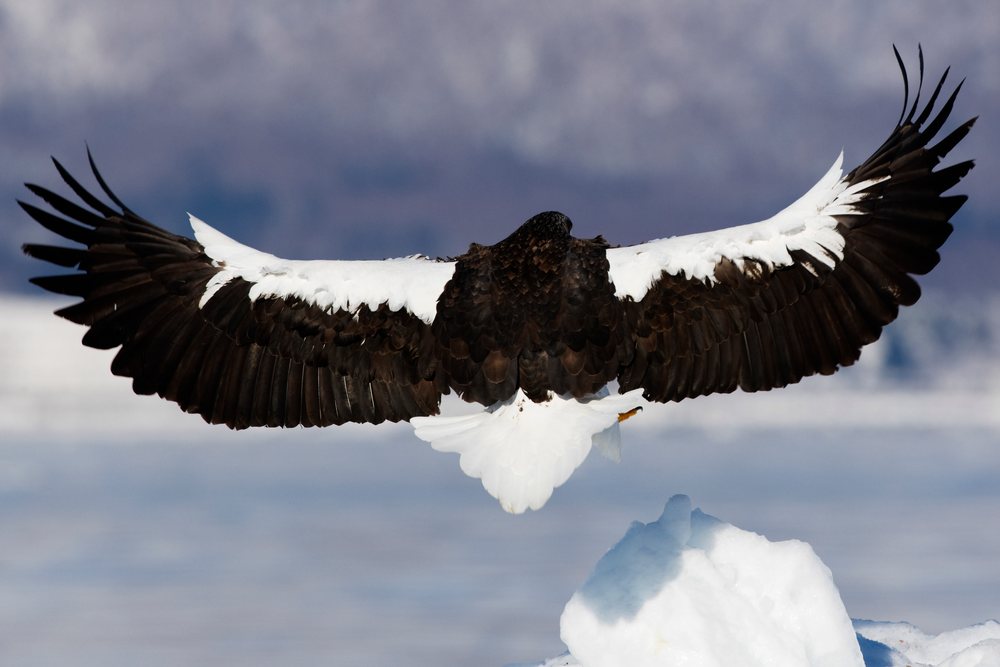 Steller's sea eagle with wings spread landing on an ice floe in a snowy, cold environment, Shiretoko Peninsula, Hokkaido.