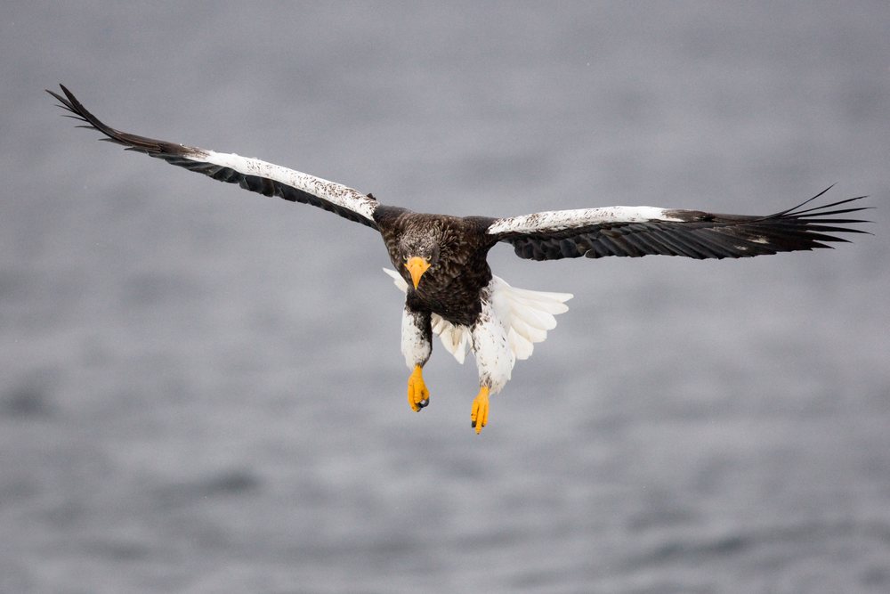 Steller's sea eagle in full flight over the Nemuro Channel near the Shiretoko Peninsula, Hokkaido.