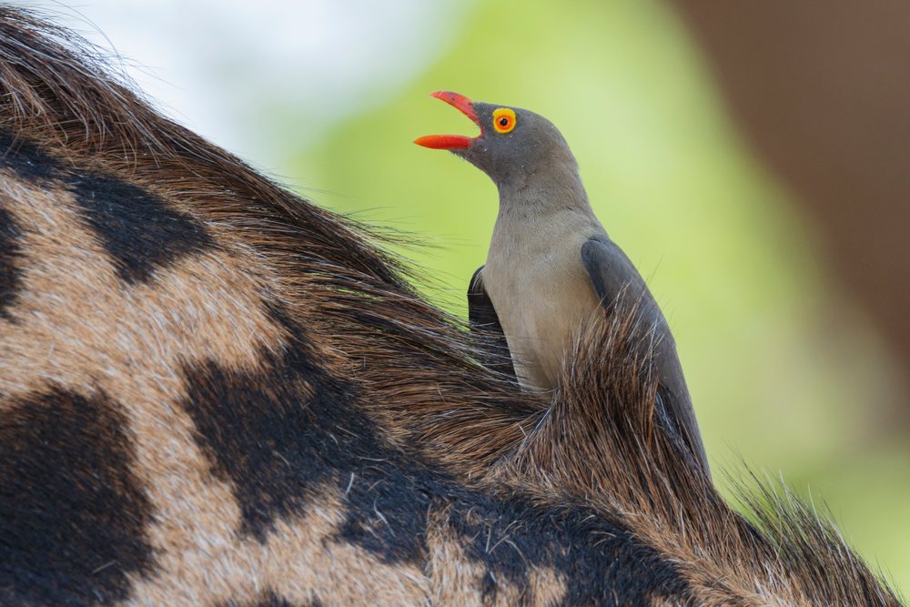 Red-Billed Oxpecker bird perches on the fur of a game animal, Wildlife, Mfuwe, South Luangwa National Park, Zambia.