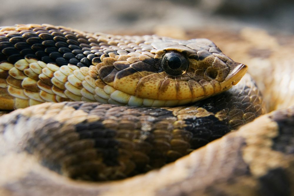 Coiled hognosed snake in natural Texas wildlife habitat outdoors, USA.