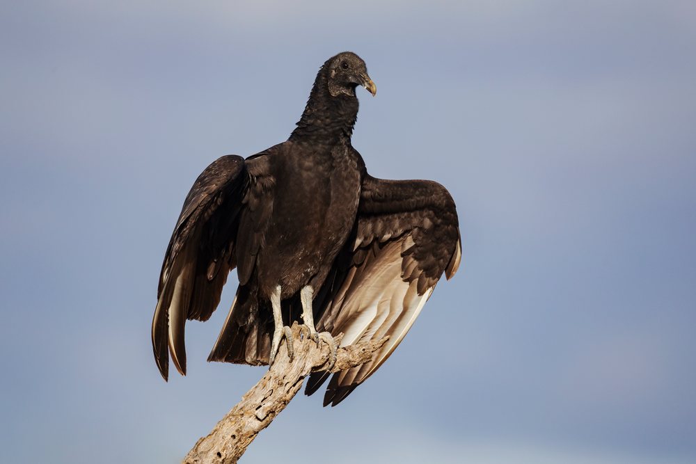 Black Vulture perches on a dead branch against a clear sky at Santa Clara Ranch, Wildlife, Rio Grande Valley, Texas, USA.