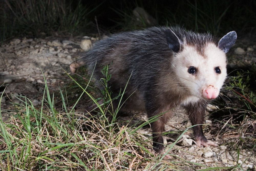 Possum standing on rocky ground with grass during the night, wildlife, Texas, USA.