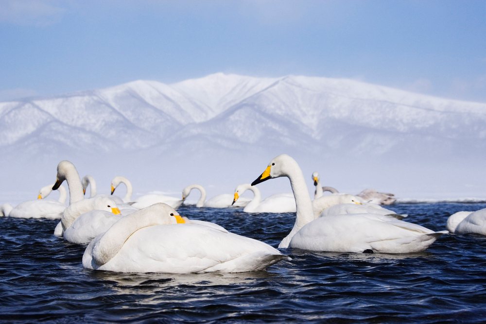 Multiple whooper swans swim on a lake with snow-covered mountains in the background, Hokkaido, Japan.