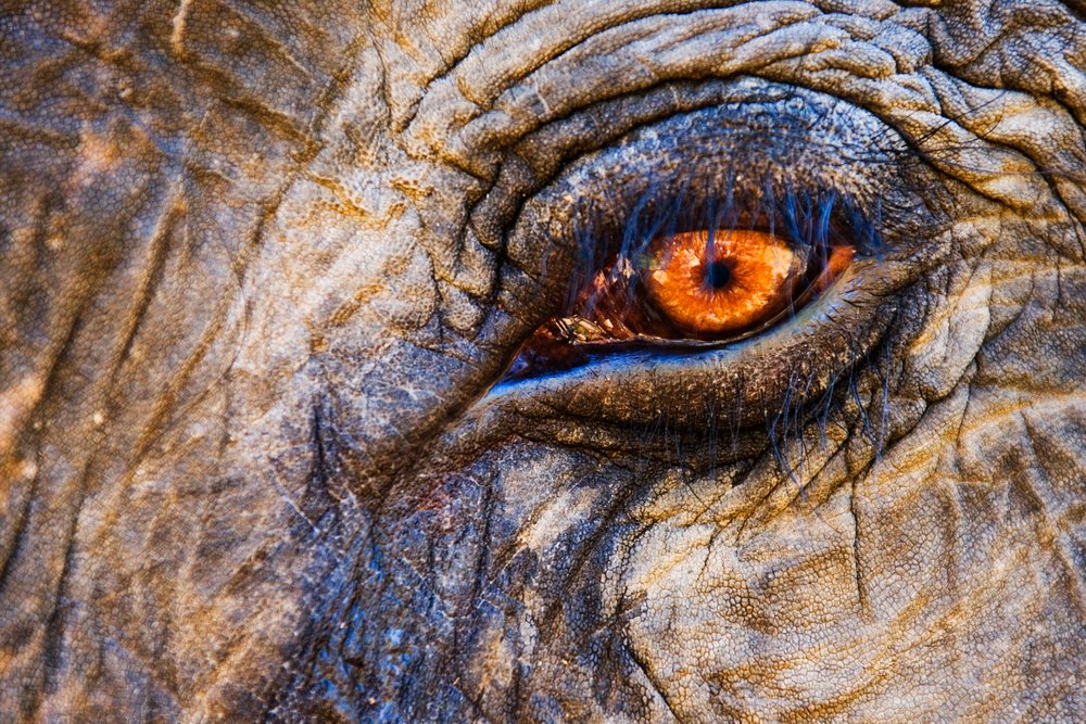 Close-up macro photograph of an Indian elephant's eye showing detailed wrinkled skin texture and long eyelashes.