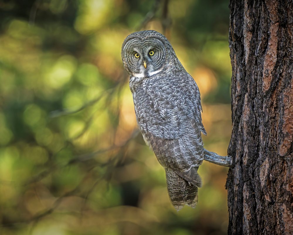 Great gray owl perching on a tree trunk in a forest during daytime with blurred green forest background.