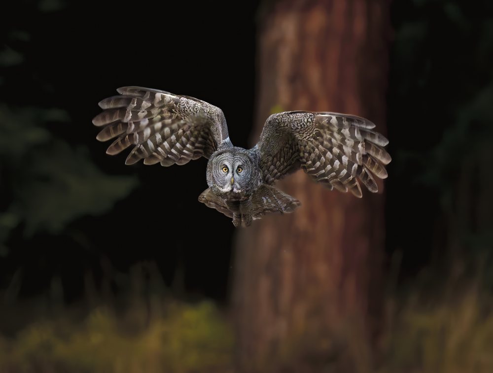Great gray owl flying in a forest setting with wings fully spread wide, USA.