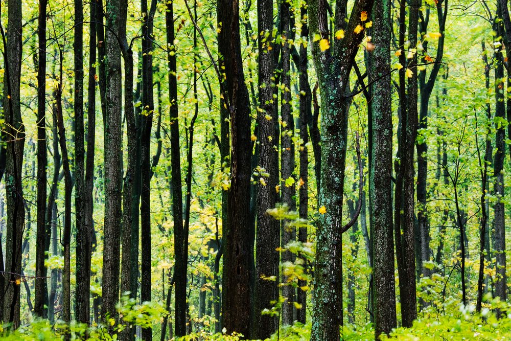 Dense forest with green leaves and bark-covered trunks along Blue Ridge Parkway's Appalachian Mountains, Virginia, USA.