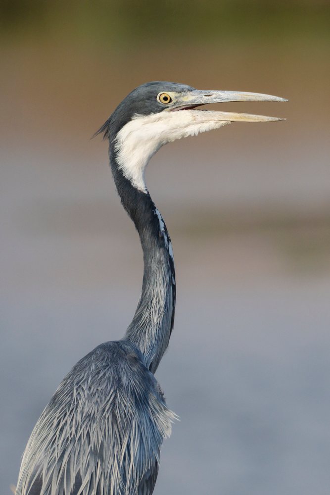 Black-Headed Heron with open beak in a wildlife setting, Mfuwe, South Luangwa National Park, Zambia.