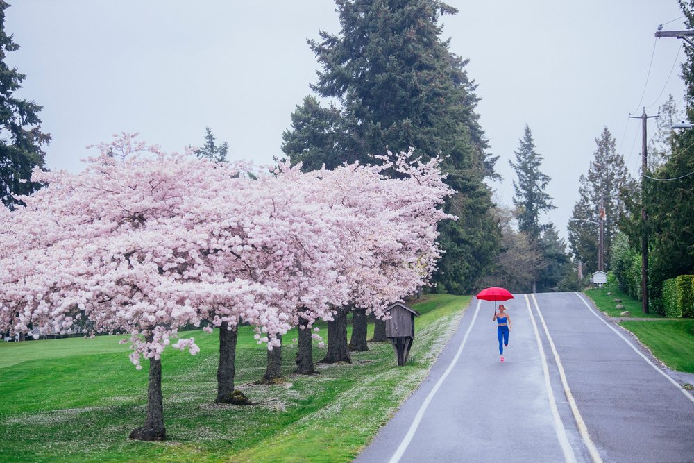 Woman runs along a road lined with cherry blossom trees in springtime in the USA, holding a red umbrella on a rainy day.