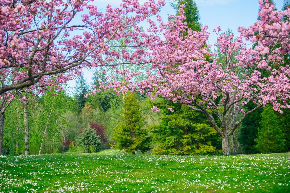 Cherry blossom trees with pink flowers bloom over green grass dotted with white daisies in a peaceful USA park under a blue sky.