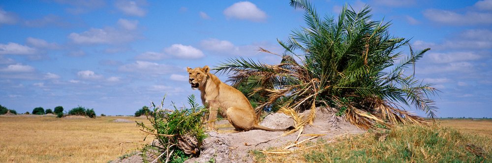 Lioness sits atop a mound surrounded by savanna grassland beneath a partly cloudy blue sky.