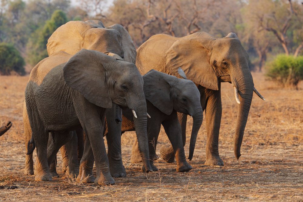 Group of elephants stands together on dry savannah land with trees and dry bushes in the background, Wildlife, Mfuwe, South Luangwa National Park, Zambia.