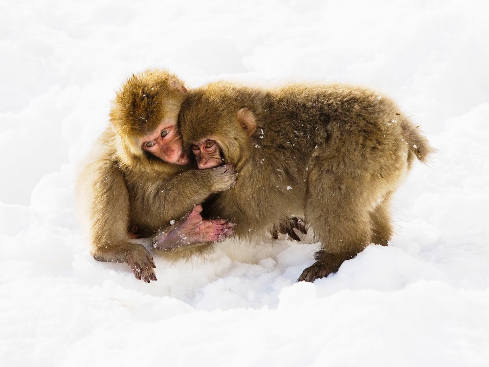 Two Japanese macaques playing together on snow in their natural winter habitat, Japan, Asia.
