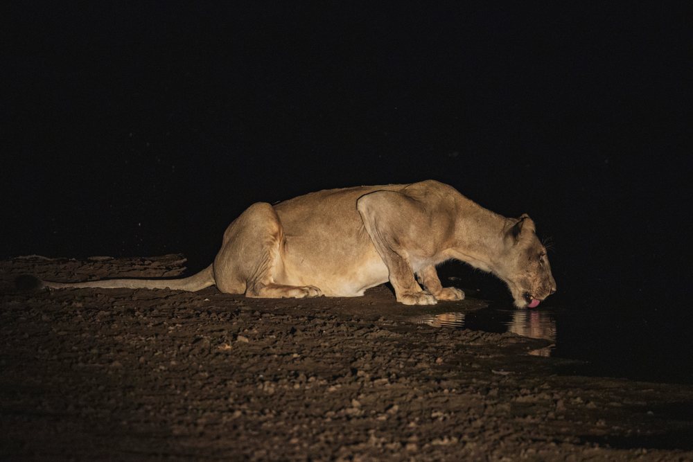 Lioness drinks water at night on the ground, with water reflections visible, Wildlife, Mfuwe, South Luangwa National Park, Zambia.