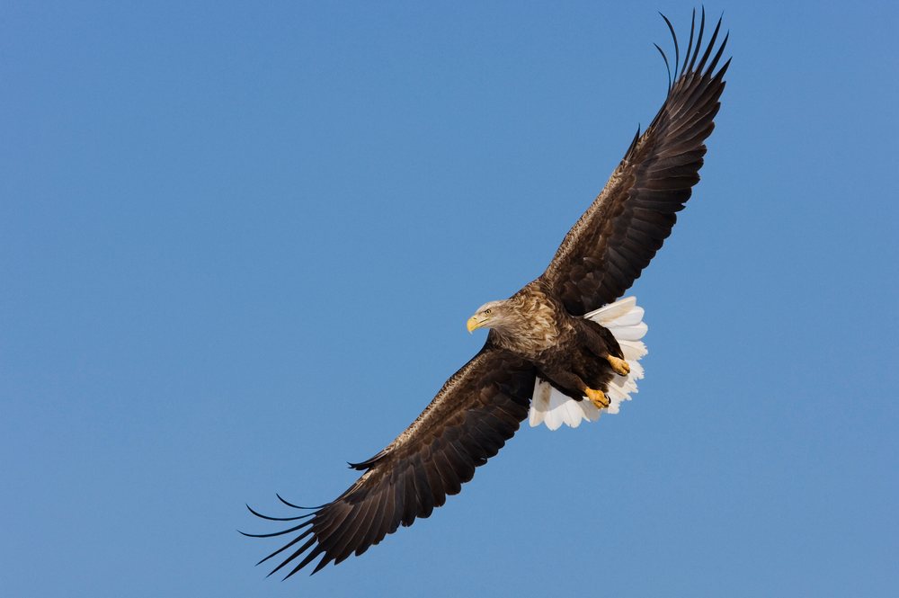 White tailed eagle soaring in flight with broad wings spread wide against a clear blue sky.