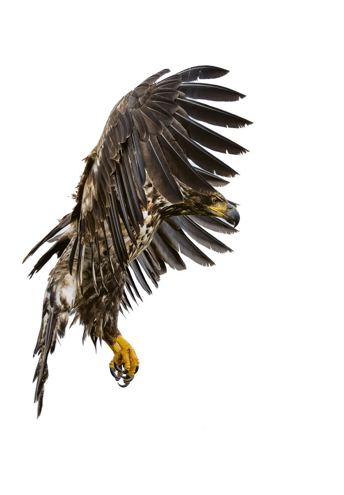 Bald eagle in mid-flight with wings spread and yellow talons visible against a white background, Washington State, USA.