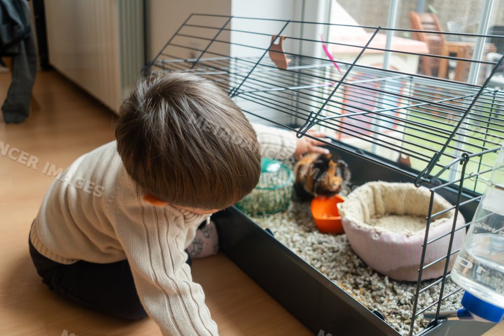 A young white boy interacts with his small pet inside a cage at home