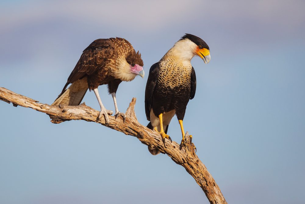 Pair of caracaras perched on a dead branch at Santa Clara Ranch, Wildlife, Rio Grande Valley, Texas, USA.