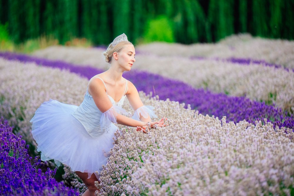 A ballerina wearing a white tutu and tiara gracefully poses among rows of lavender flowers in a field, WA, USA.