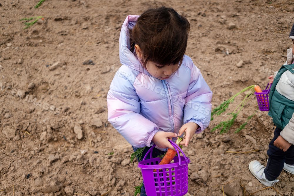 A white girl picking fresh carrots