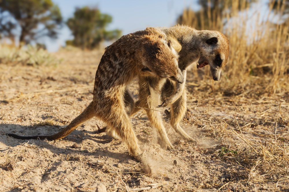 Two meerkats play-fighting on dry savannah ground in South Africa's, Wildlife, Kalahari Desert.