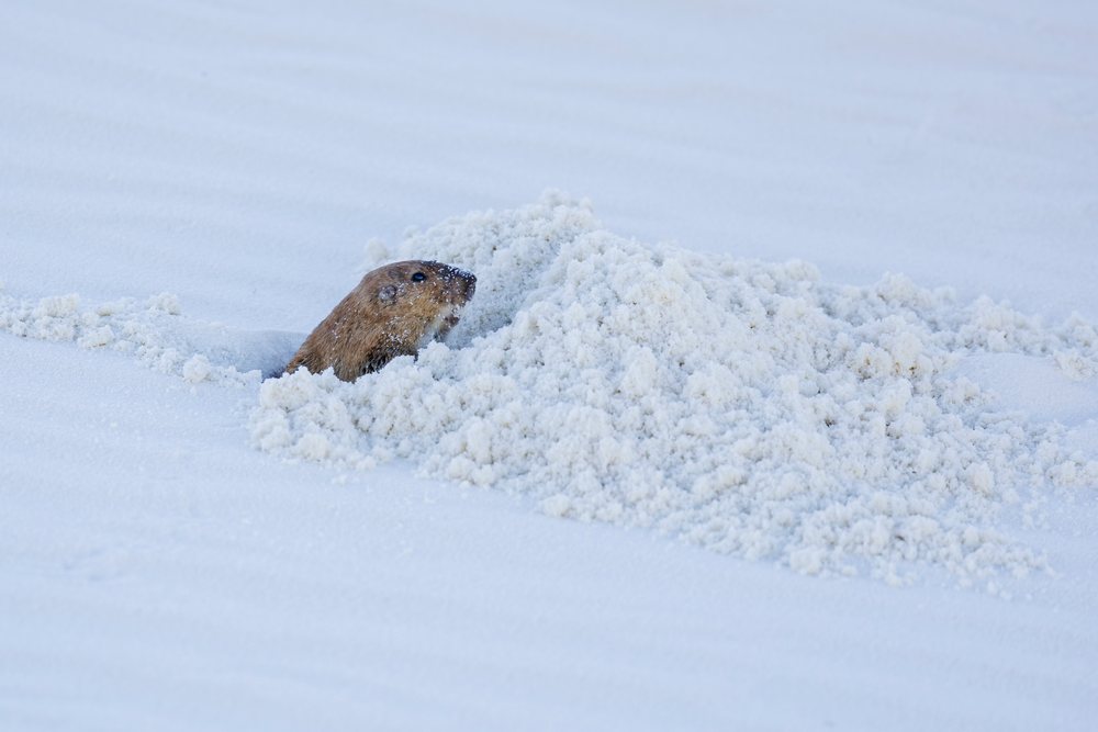 Prairie dog head visible above a sandy burrow entrance, landscape, wildlife, Alamogordo, New Mexico, USA.