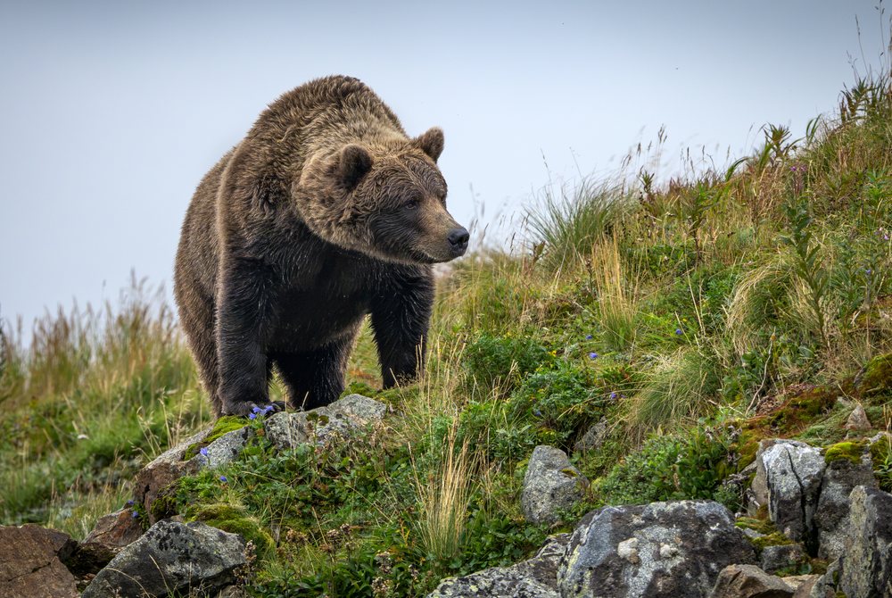 Alaskan Brown bear walking on a rocky hillside covered with grass and plants, Katmai National Park, Alaska, USA.