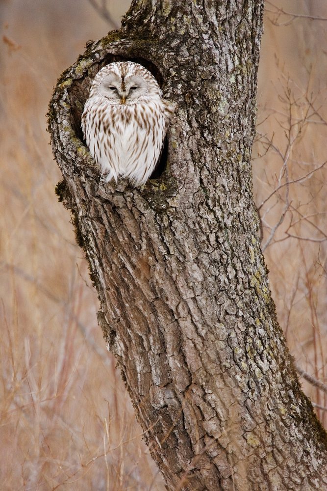 Ural owl perched inside a tree cavity on a tree trunk in a forested area of, Hokkaido, Japan.