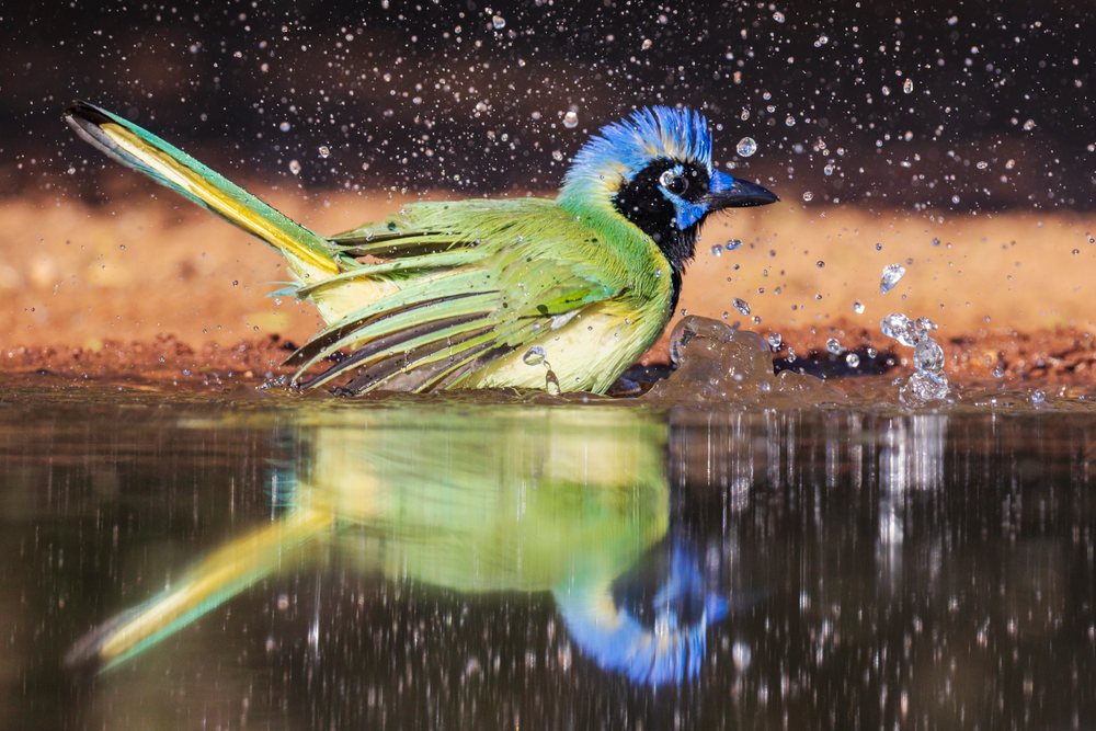 Green jay bathes and splashes water in a waterhole, Wildlife, Rio Grande City, Texas, USA.