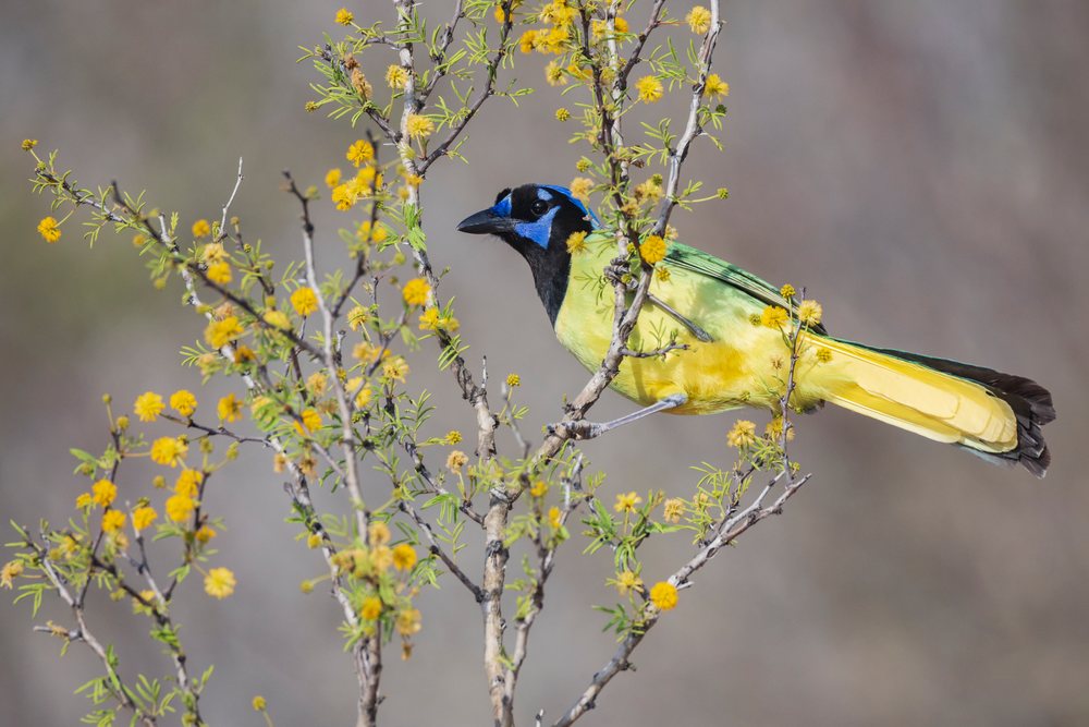 Green Jay with vibrant green, yellow, black, and blue plumage perched on a flowering Huisache Bush branch at Santa Clara Ranch, Wildlife, McCook, Texas, USA.