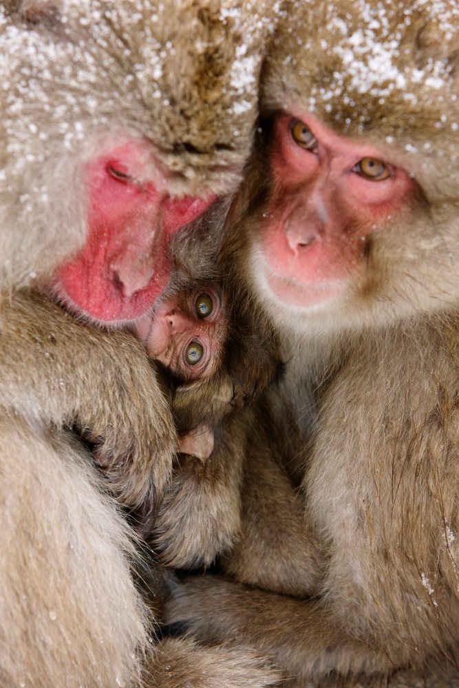 Family of Japanese macaques, including adults and a baby, huddle together outdoors in snowy Jigokudani Onsen, Nagano, Japan.