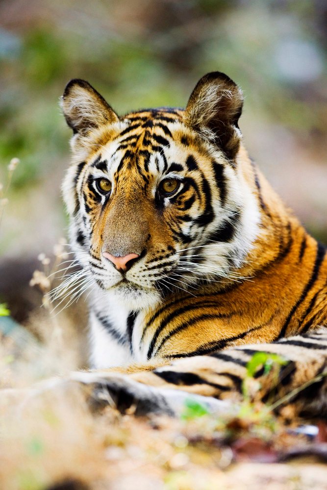 Tiger resting on the ground looking amid a blurred natural outdoor background.