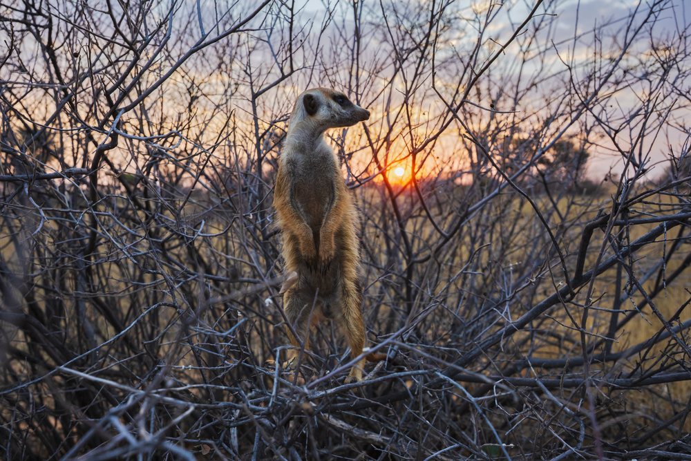 Meerkat standing upright within a thorny bush at sunset in South Africa's Kalahari Desert savanna, Wildlife, Vanzylsrus, Northern Cape.