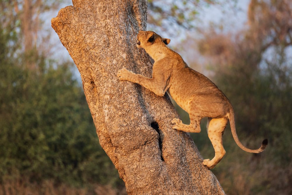 Juvenile Lion climbs a Tree, to escape biting tsetse flies in its natural savanna habitat, Wildlife, Mfuwe, South Luangwa National Park, Zambia.
