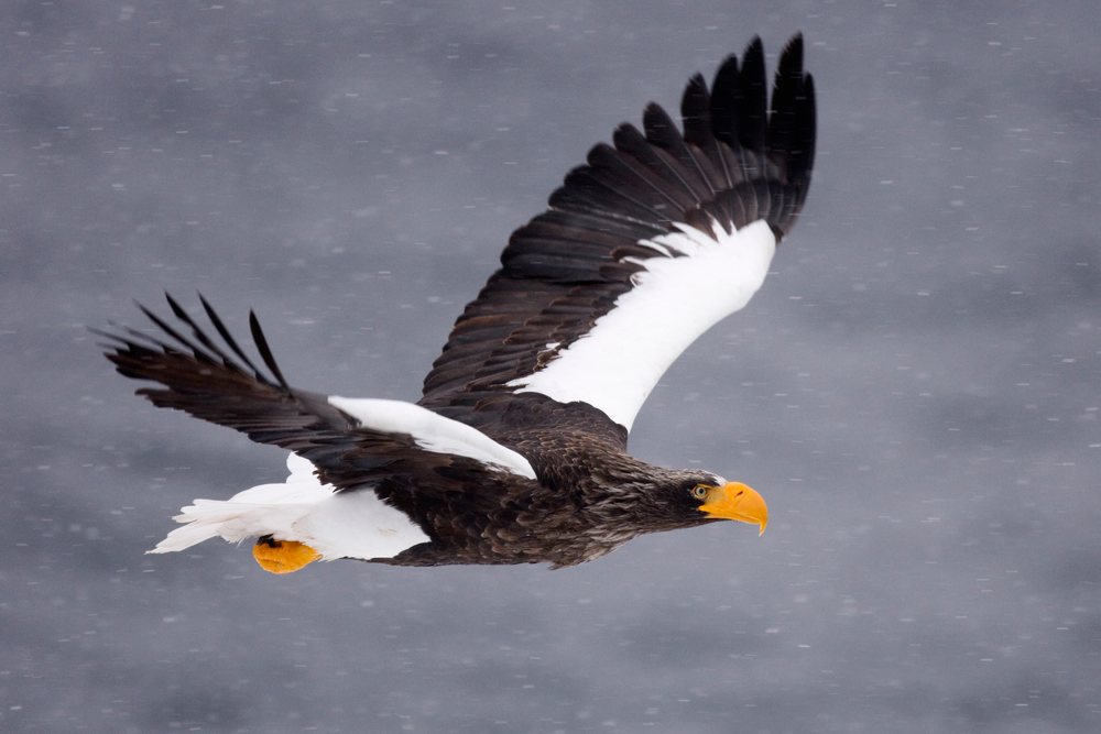 Steller's sea eagle with spread wings soars over the Nemuro Channel, Japan during snowy weather, Shiretoko Peninsula, Hokkaido.