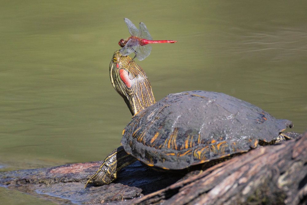 Roseate Skimmer dragonfly perches on the head of a red-Eared Slider turtle resting on a log in a freshwater habitat at Santa Clara Ranch, Wildlife, Rio Grande City, Texas, USA.