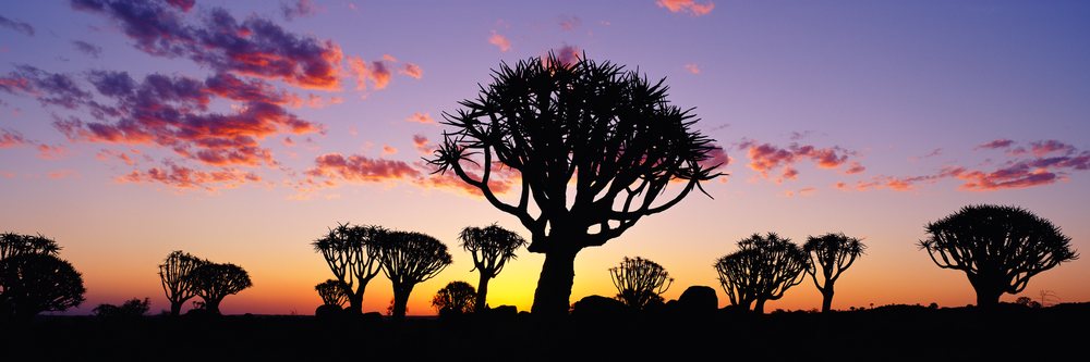 Silhouetted quiver trees stand against a colorful sunset sky with clouds, Sunset Keetmanshoop, Namibia.