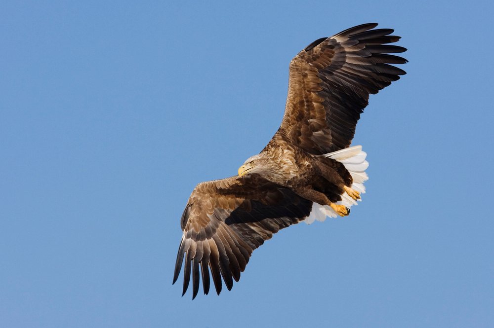 White tailed eagle soaring with wings spread wide against a clear blue sky.