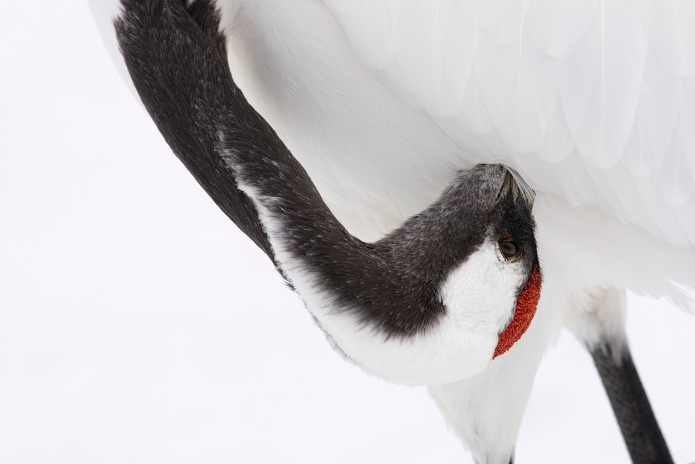 Red-crowned crane preens its white and black feathers, showing the distinctive red crown on its head.