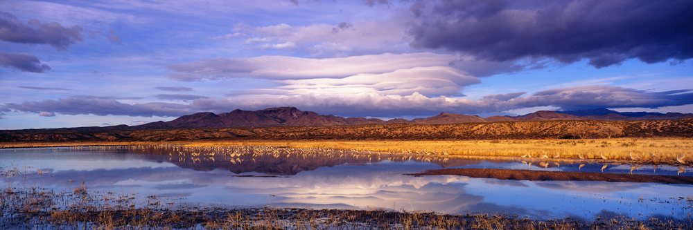 Sandhill cranes gather in a wetland at Bosque del Apache National Wildlife Refuge in New Mexico under dramatic clouds reflected in the water, Bosque del Apache Sandhill Cranes National Wildlife Refuge New Mexico, USA.