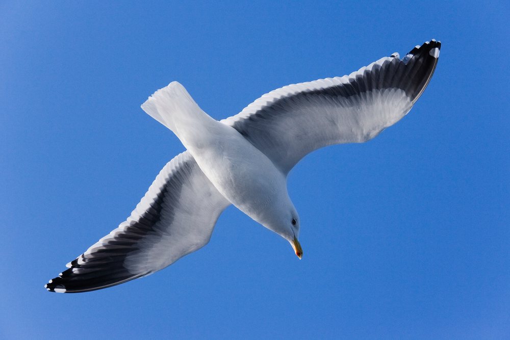 Slaty-backed gull flying with wings spread against a blue sky during winter, Japan, Asia.