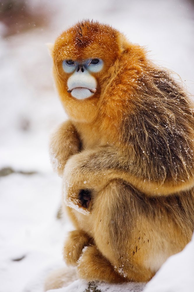 Golden monkey with orange fur sits in snow in the Qinling Mountains, Shaanxi Province, China.