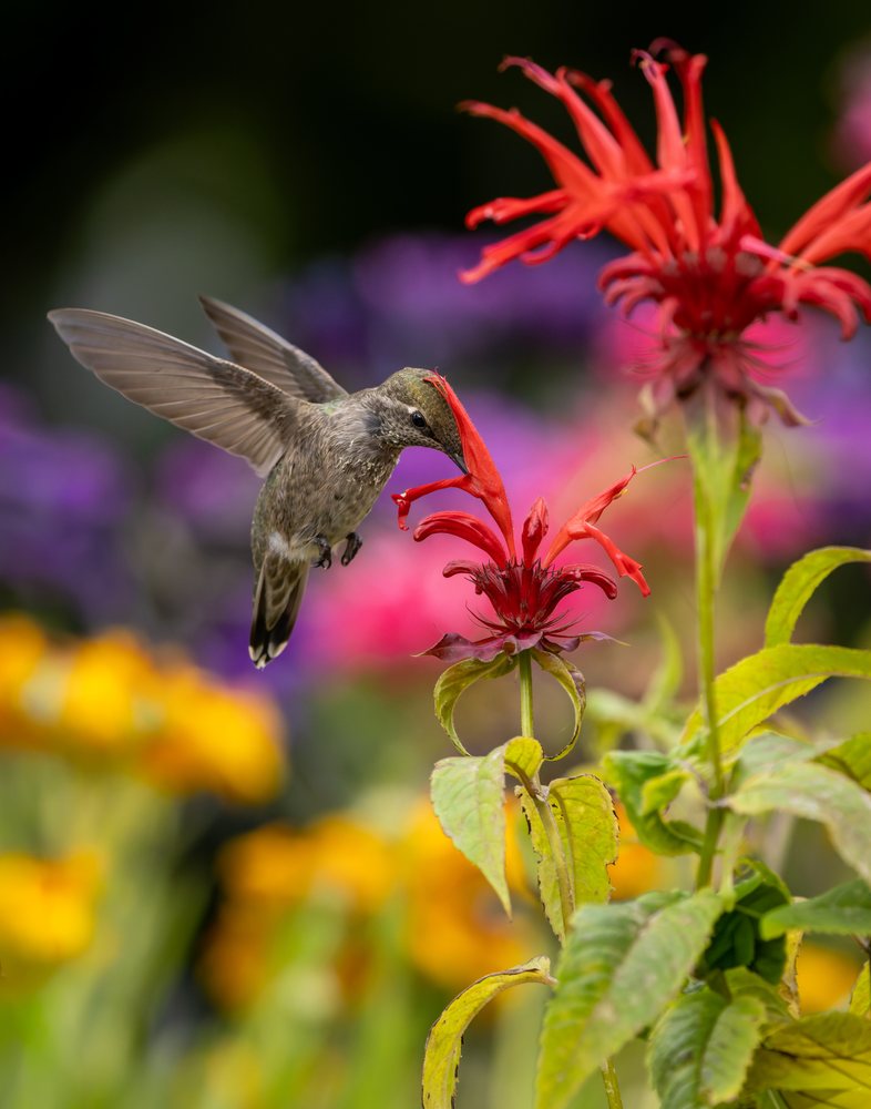 Hummingbird hovering and feeding nectar from a red tubular flower amid green leaves in a colorful garden.