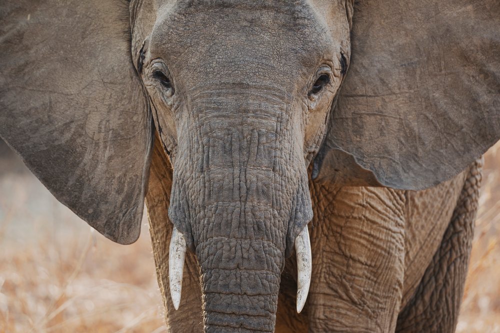 Close-up portrait of an African Elephant showing its tusks and textured skin in a natural outdoor setting, Wildlife, Mfuwe, South Luangwa National Park, Zambia.