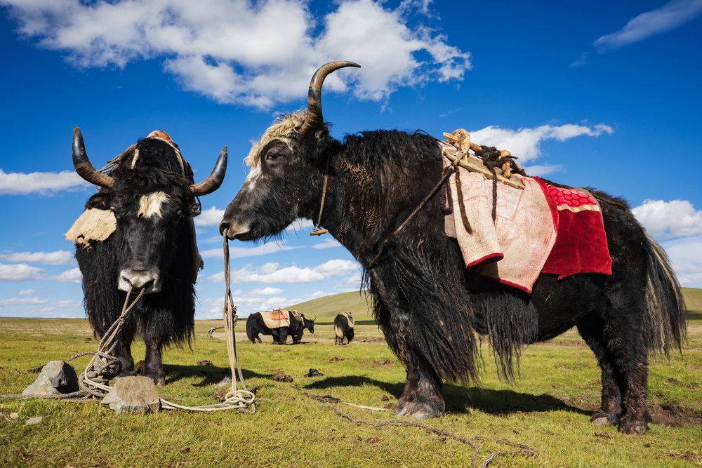 Two pack yaks with horned heads and leather packing gear stand on a grassy plain under a blue sky in Kham Tibet, Qinghai Province, Anduo Tibet.