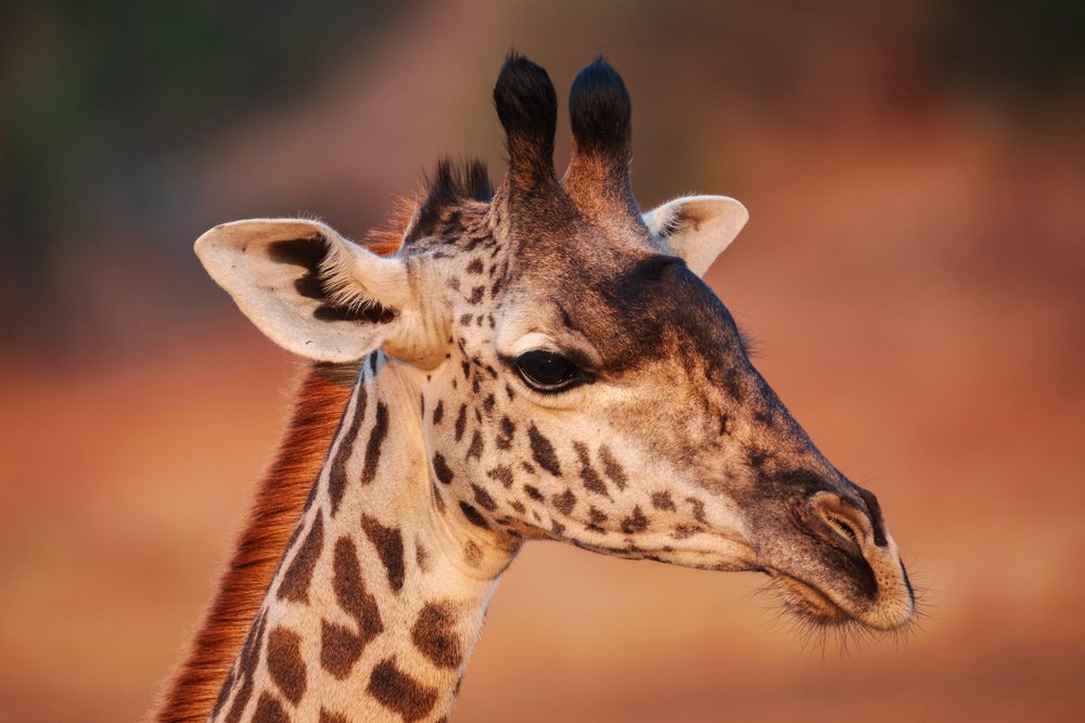Juvenile Giraffe head closeup, Wildlife, Mfuwe, South Luangwa National Park, Zambia.