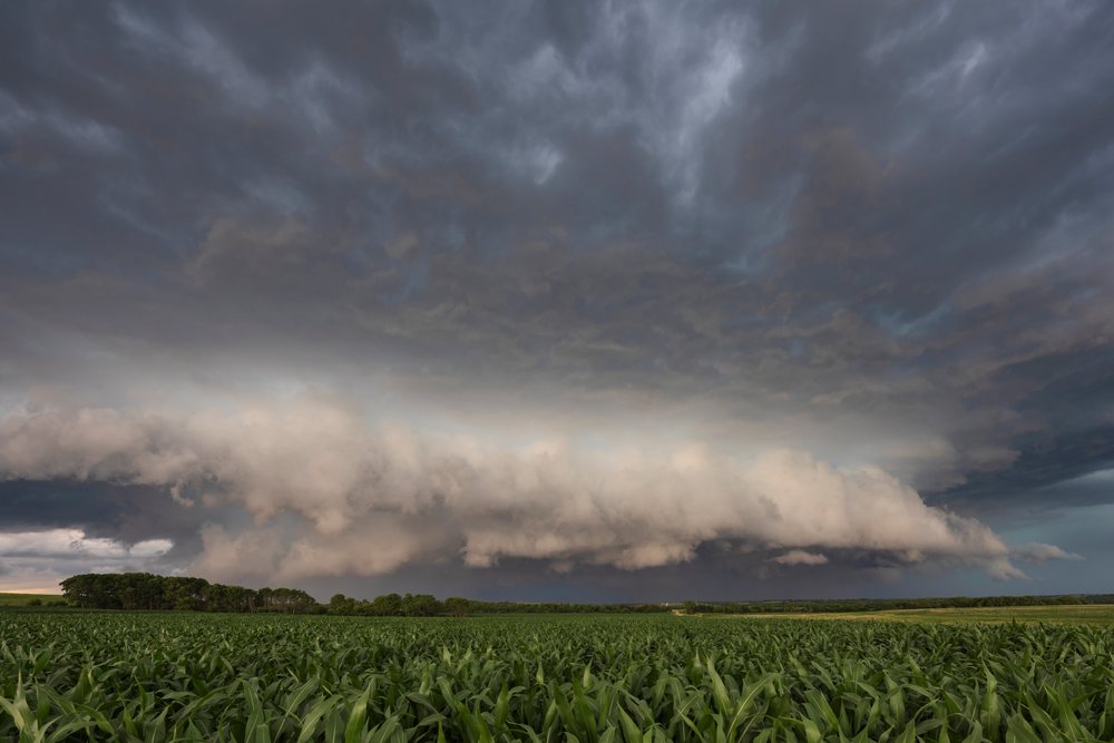 Supercell storm clouds form over a green cornfield, in the USA Great Plains region, Weather, Environmental Issues, Storm Chasing, Waterville, Kansas.